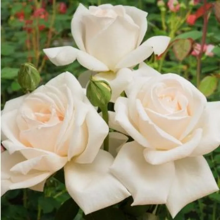 Biały - Róża - Grand Mogul - Szkółka Róż Rozaria