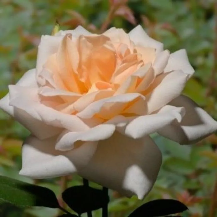 Blanco - Rosa - Grand Mogul - rosal de pie alto