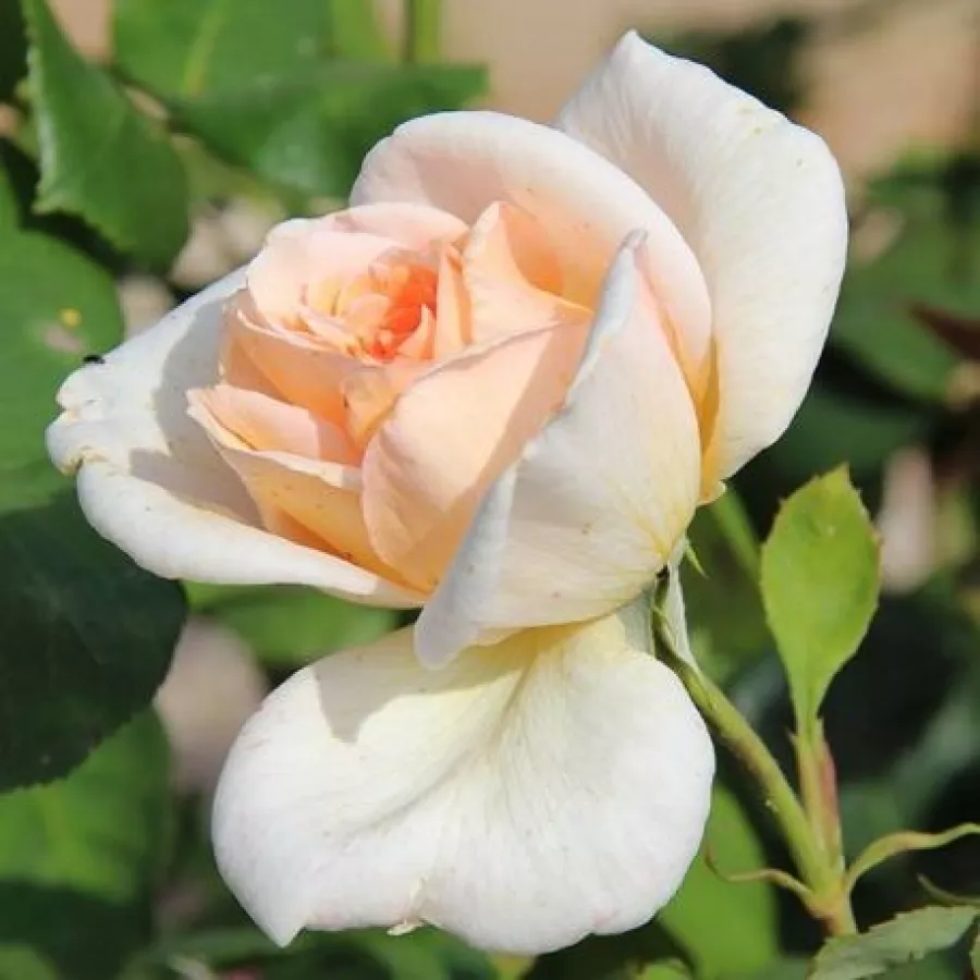 árbol de rosas híbrido de té – rosal de pie alto - Rosa - Grand Mogul - rosal de pie alto