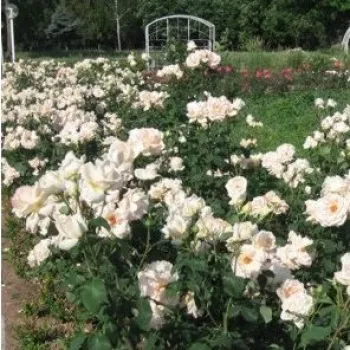Koloru masła, z delikatnie różowymi brzegami - róża pienna - Róże pienne - z kwiatami hybrydowo herbacianymi