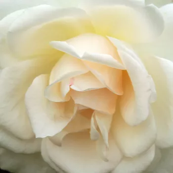 Pedir rosales - blanco - árbol de rosas híbrido de té – rosal de pie alto - Grand Mogul - rosa de fragancia discreta - té