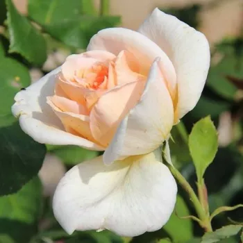 Rosa Grand Mogul - blanche - Fleurs hybrid de thé - rosier à haute tige - tiges montantes