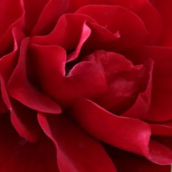 Rózsa kertészet - vörös - virágágyi floribunda rózsa - Grand Palace® - diszkrét illatú rózsa - damaszkuszi aromájú - (40-80 cm)