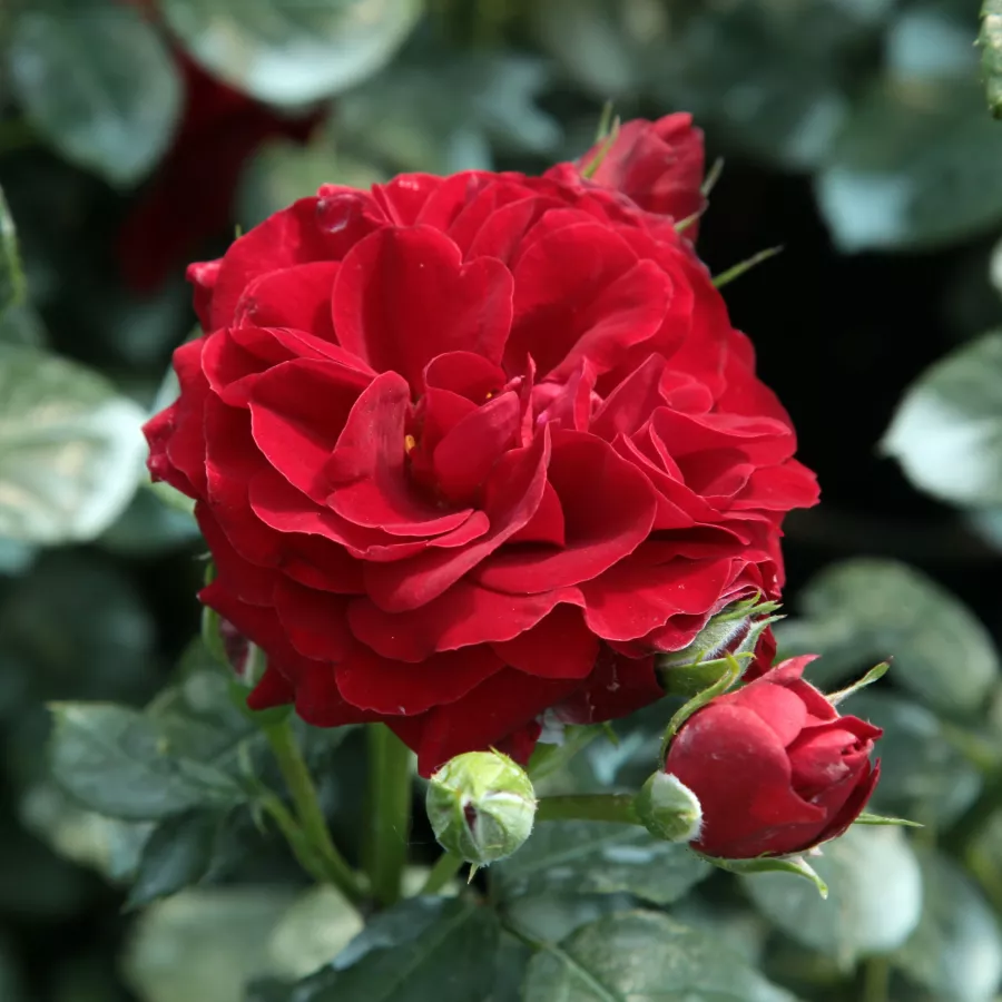 Róże rabatowe grandiflora - floribunda - Róża - Grand Palace® - Szkółka Róż Rozaria