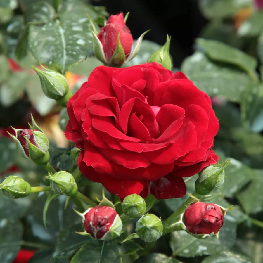 červený - Ruža - Grand Palace® - Ruže - online - koupit