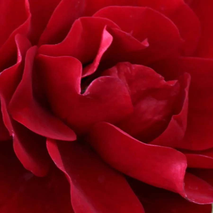 Floribunda, Mini-Flora, Palace Collection - Róża - Grand Palace® - Szkółka Róż Rozaria