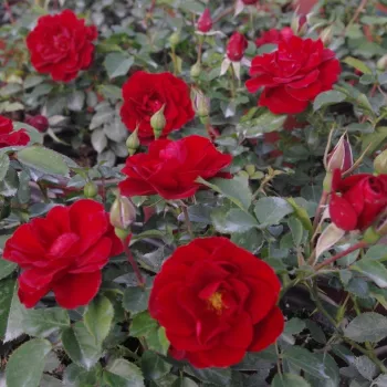 Tmavě červená - stromkové růže - Stromkové růže, květy kvetou ve skupinkách