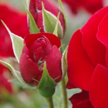 Rosa Grand Palace® - roșu - trandafiri pomisor - Trandafir copac cu trunchi înalt – cu flori în buchet