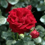 Záhonová ruža - floribunda - červený - Rosa Grand Palace® - mierna vôňa ruží - damascus