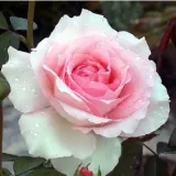 Rózsaszín - teahibrid rózsa - Online rózsa vásárlás - Rosa Grand Siècle™ - diszkrét illatú rózsa - málna aromájú