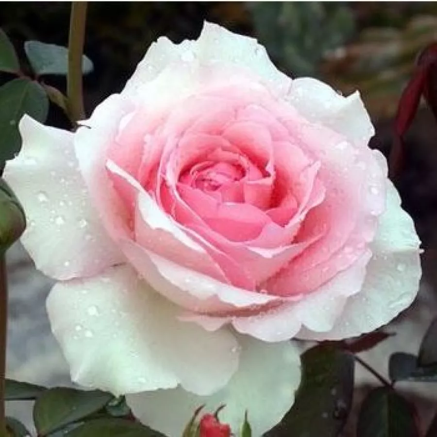 Rose Ibridi di Tea - Rosa - Grand Siècle™ - Produzione e vendita on line di rose da giardino