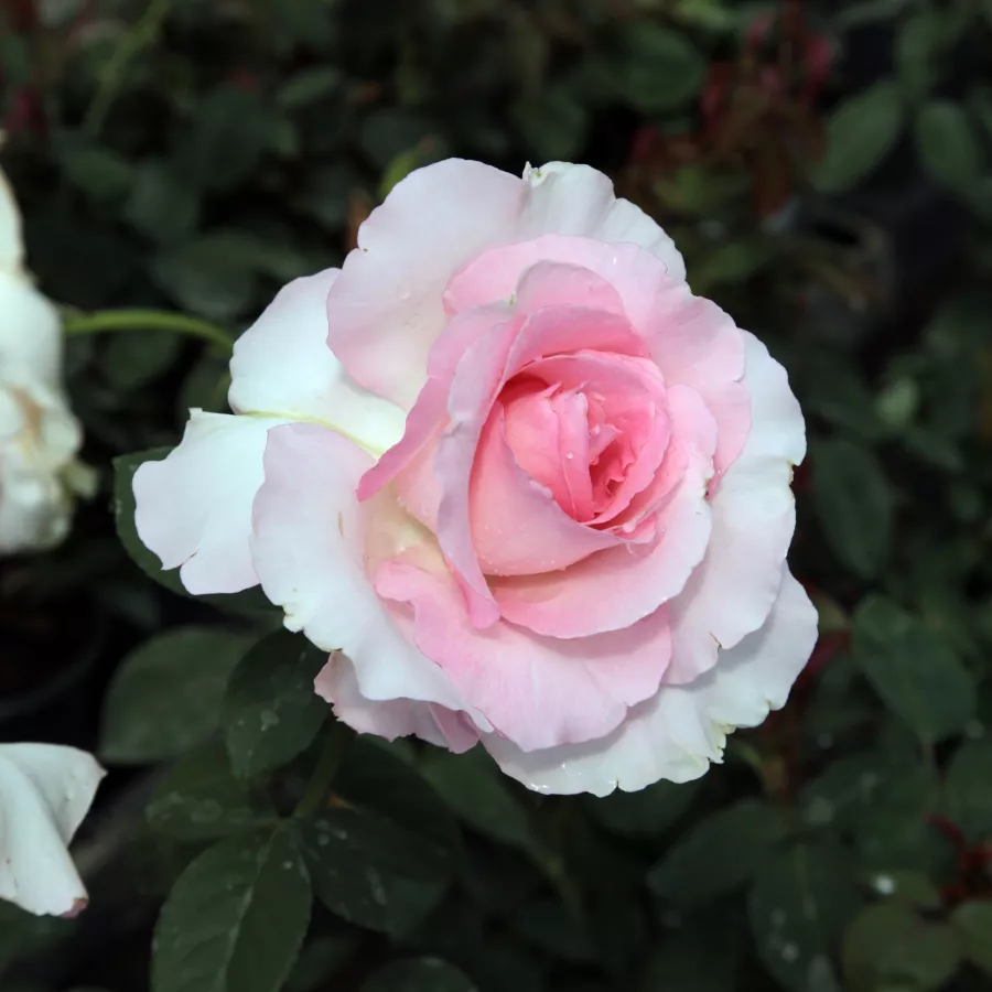 Rózsaszín - Rózsa - Grand Siècle™ - Online rózsa rendelés