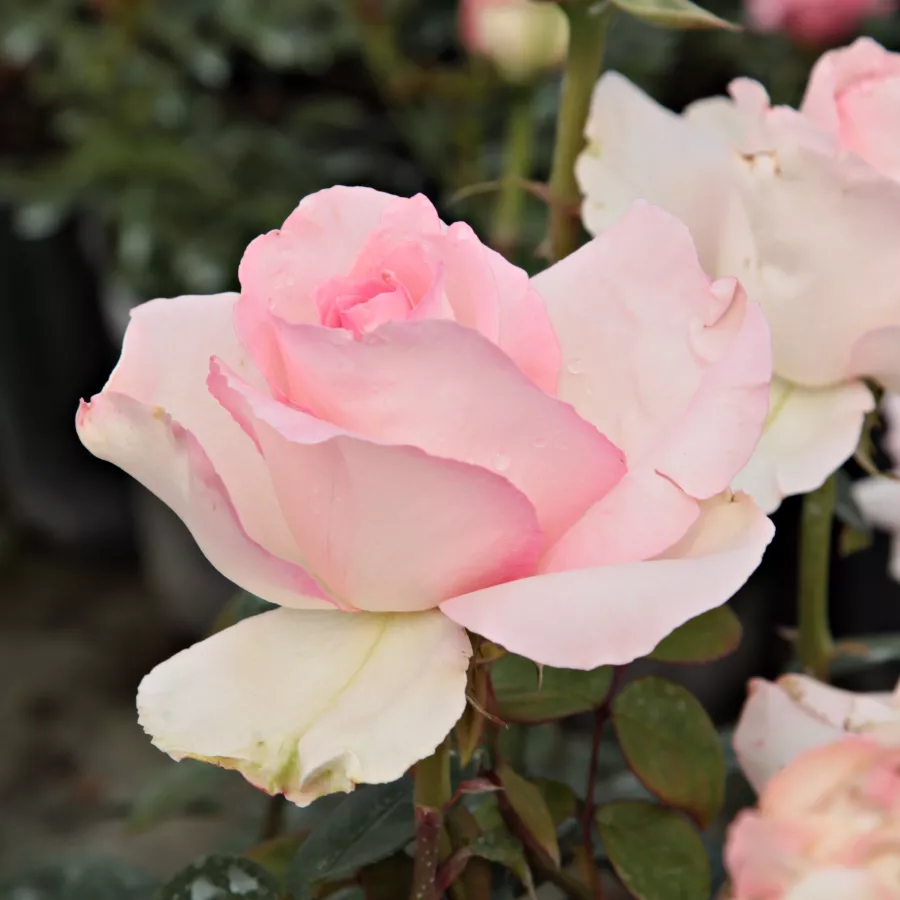 Trandafiri pomisor - Trandafir copac cu trunchi înalt – cu flori teahibrid - Trandafiri - Grand Siècle™ - 