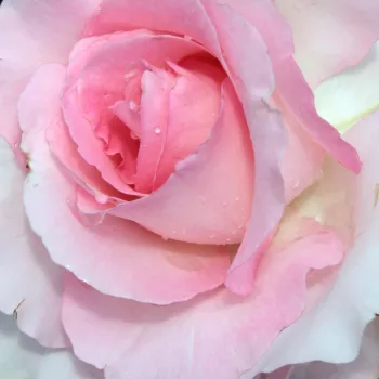 Rosa Grand Siècle™ - rosa de fragancia discreta - Árbol de Rosas Híbrido de Té - rosal de pie alto - rosa - Georges Delbard- forma de corona de tallo recto - Rosal de árbol con forma de flor típico de las rosas de corte clásico.