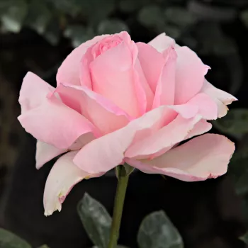 Világos rózsaszín - teahibrid rózsa - diszkrét illatú rózsa - málna aromájú