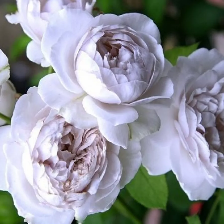 Porpora - Rosa - Griselis™ - Produzione e vendita on line di rose da giardino