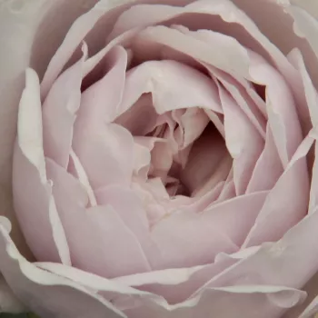 Rózsa kertészet - nosztalgia rózsa - lila - diszkrét illatú rózsa - málna aromájú - Griselis™ - (80-110 cm)