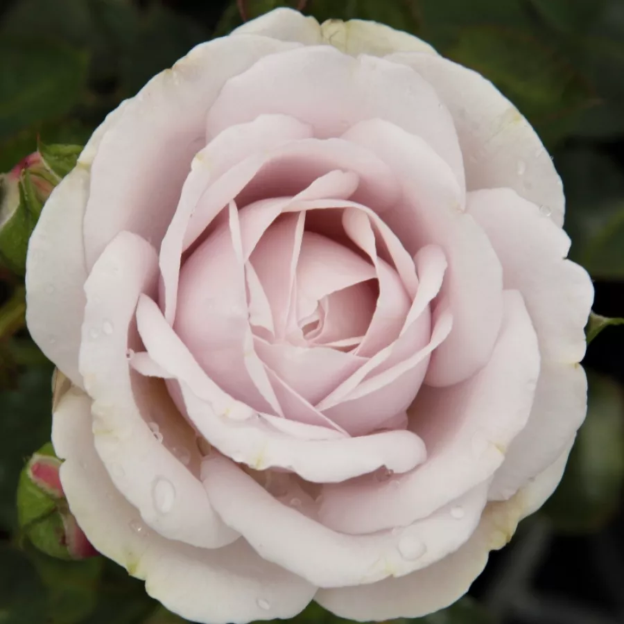 Morado - Rosa - Griselis™ - rosal de pie alto