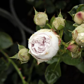 Rosa Griselis™ - porpora - Rose per aiuole (Polyanthe – Floribunde) - Rosa ad alberello0
