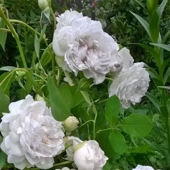 Világoslila - csokros virágú - magastörzsű rózsafa - diszkrét illatú rózsa - málna aromájú