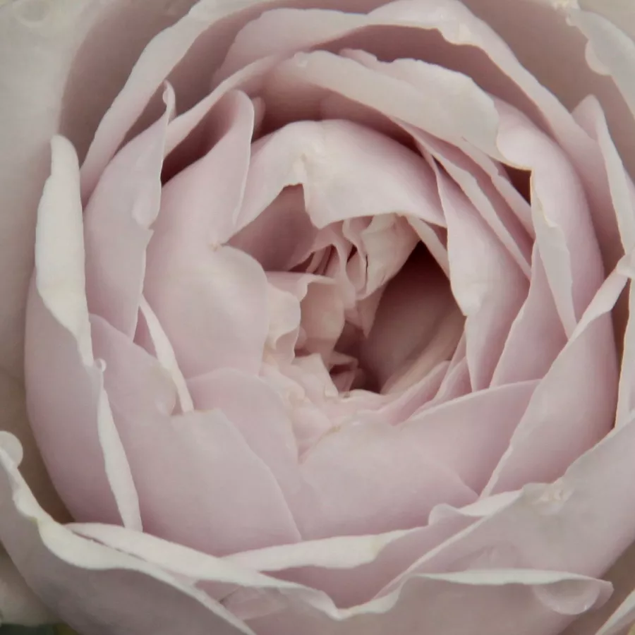 Csokros - Rózsa - Griselis™ - Kertészeti webáruház