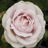 Lila - diszkrét illatú rózsa - málna aromájú - Online rózsa vásárlás - Rosa Griselis™ - nosztalgia rózsa