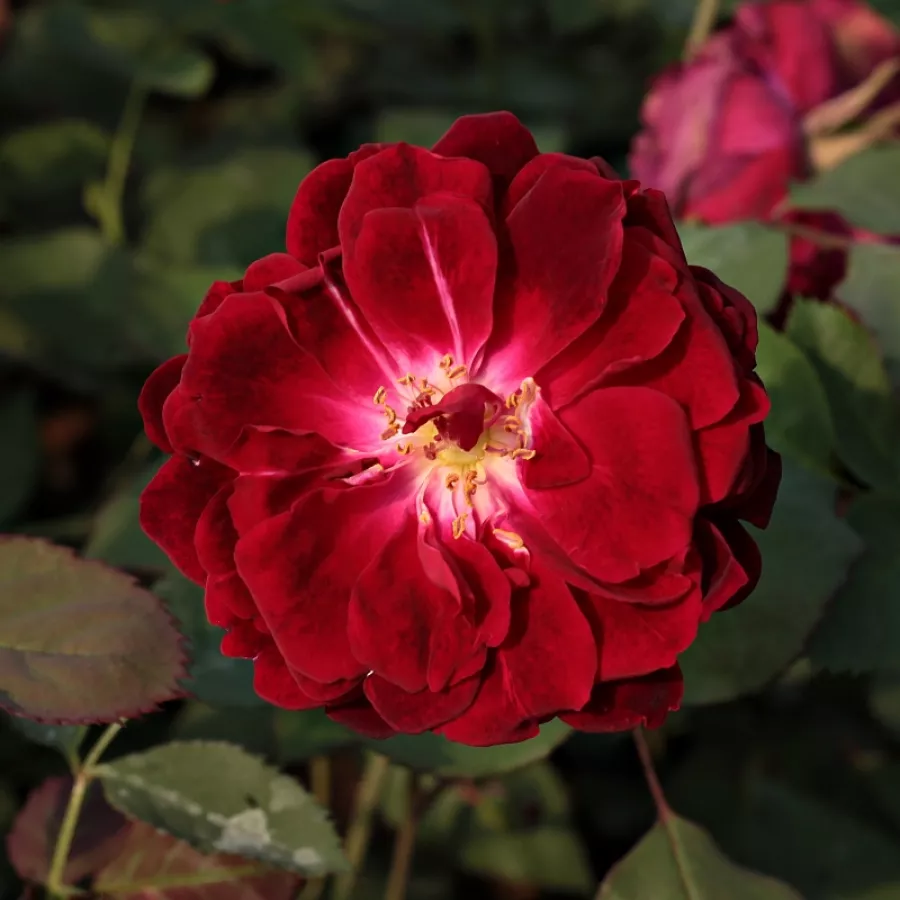Róża chińska - Róża - Gruss an Teplitz - Szkółka Róż Rozaria