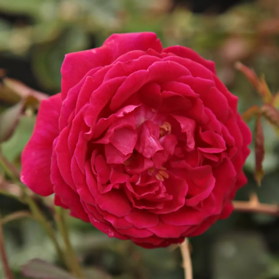 Vörös - Rózsa - Gruss an Teplitz - Online rózsa rendelés