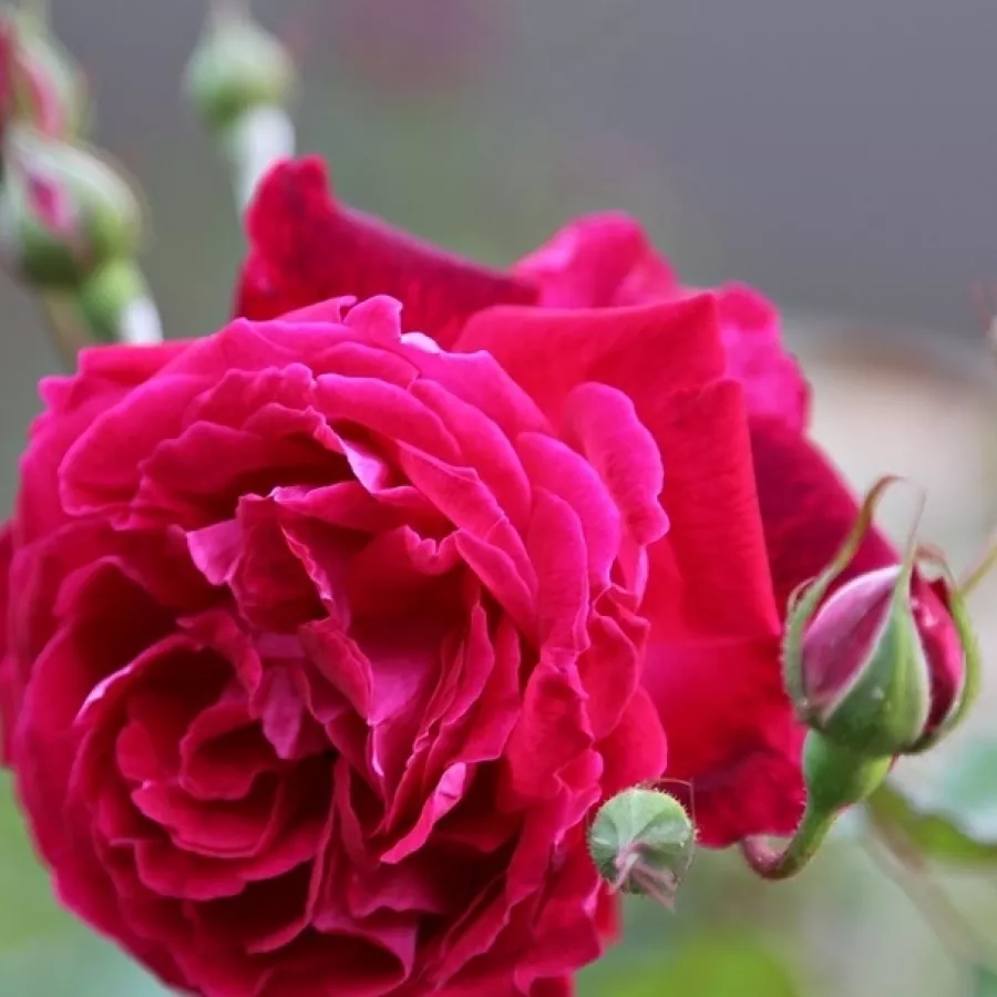 Intenzív illatú rózsa - Rózsa - Gruss an Teplitz - Online rózsa rendelés