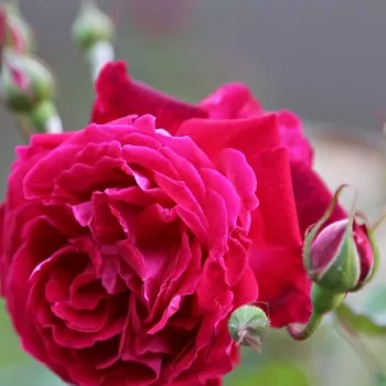 Rosa Gruss an Teplitz - vörös - történelmi - china rózsa