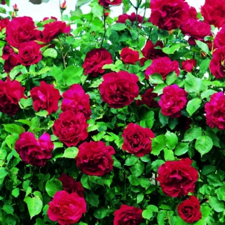 Rosa Gruss an Teplitz - Rosa - Gruss an Teplitz - Produzione e vendita on line di rose da giardino