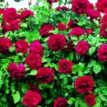 Rojo - rosales antiguos - china - rosa de fragancia intensa - de violeta