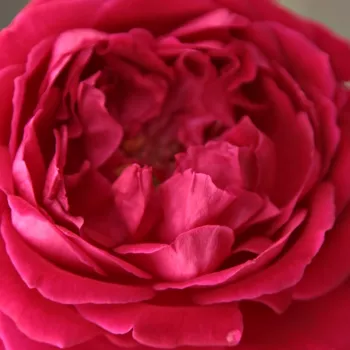 Ruže - eshop  - čínska ruža - červený - intenzívna vôňa ruží - fialová aróma - Gruss an Teplitz - (150-200 cm)