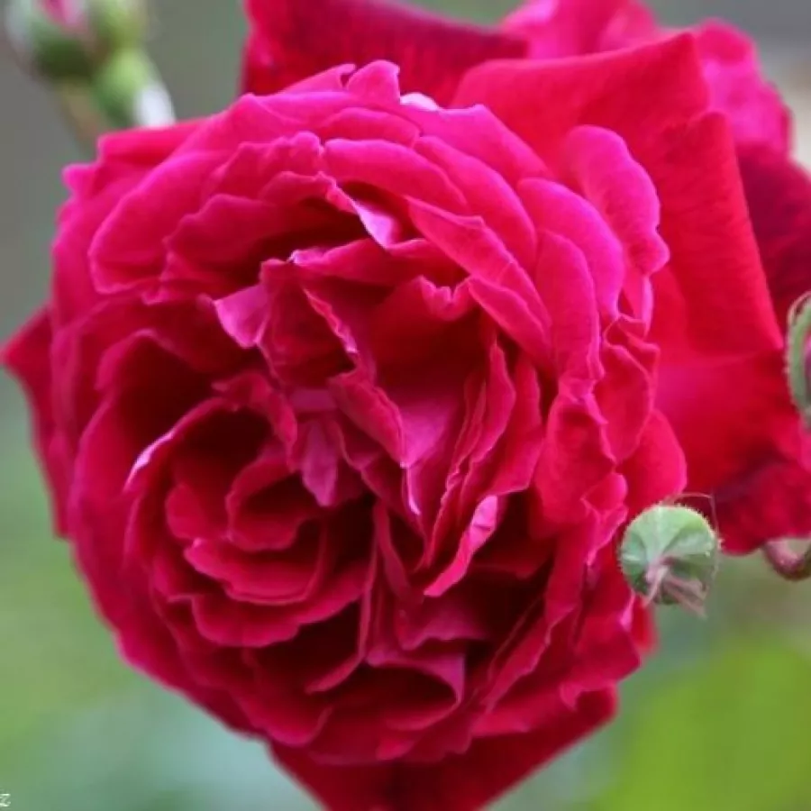 Rojo - Rosa - Gruss an Teplitz - rosal de pie alto