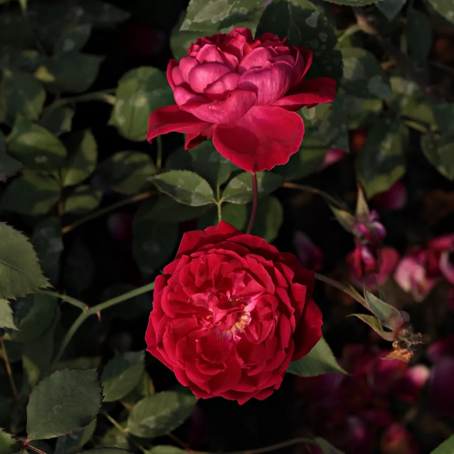 Rudolf Geschwind - Rosa - Gruss an Teplitz - rosal de pie alto