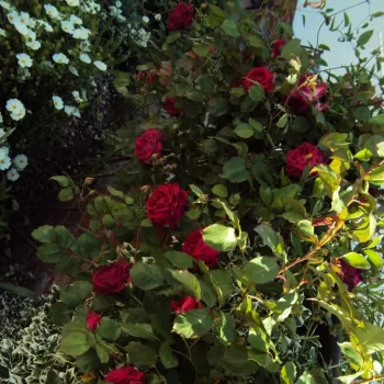 Rojo - Árbol de Rosas Floribunda - rosal de pie alto- forma de corona tupida