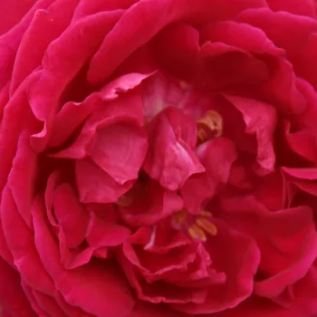 Róże krzewy, sadzonki - czerwony - róża chińska  - Gruss an Teplitz - róża z intensywnym zapachem