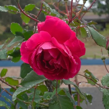 Rosa Gruss an Teplitz - bordová - stromkové růže - Stromkové růže, květy kvetou ve skupinkách