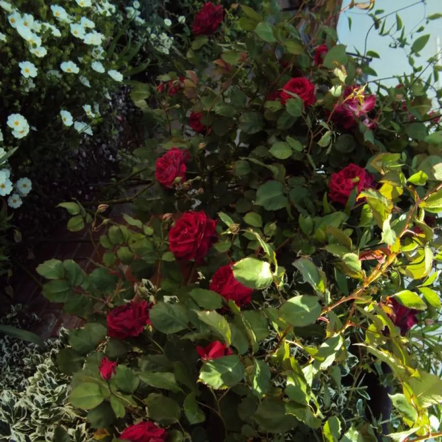 Completă - Trandafiri - Gruss an Teplitz - comanda trandafiri online