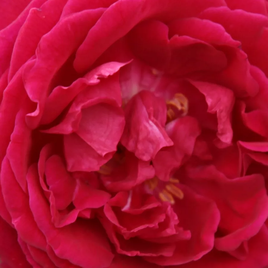 Rosa Gruss an Teplitz - Trandafiri - Gruss an Teplitz - răsaduri și butași de trandafiri 