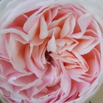 Online rózsa vásárlás - rózsaszín - virágágyi grandiflora - floribunda rózsa - Grüss an Aachen™ - diszkrét illatú rózsa - alma aromájú - (100-160 cm)