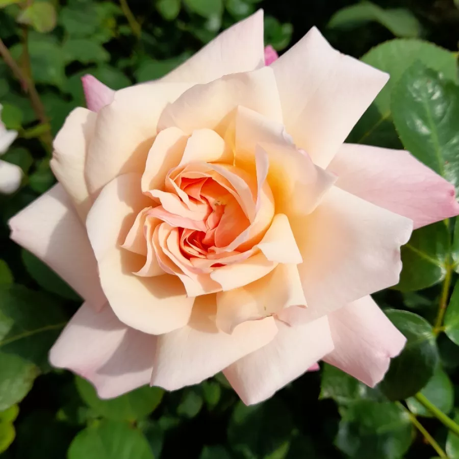 Róże rabatowe grandiflora - Róża - Grüss an Aachen™ - Szkółka Róż Rozaria