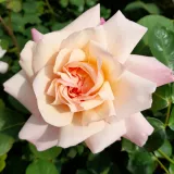 Záhonová ruža - grandiflora - floribunda - ružová - mierna vôňa ruží - aróma jabĺk - Rosa Grüss an Aachen™ - Ruže - online - koupit