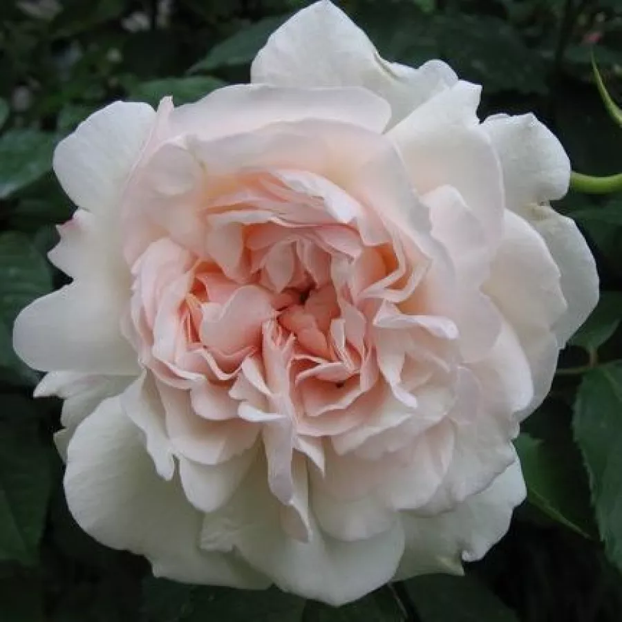 Rózsaszín - Rózsa - Grüss an Aachen™ - Online rózsa rendelés