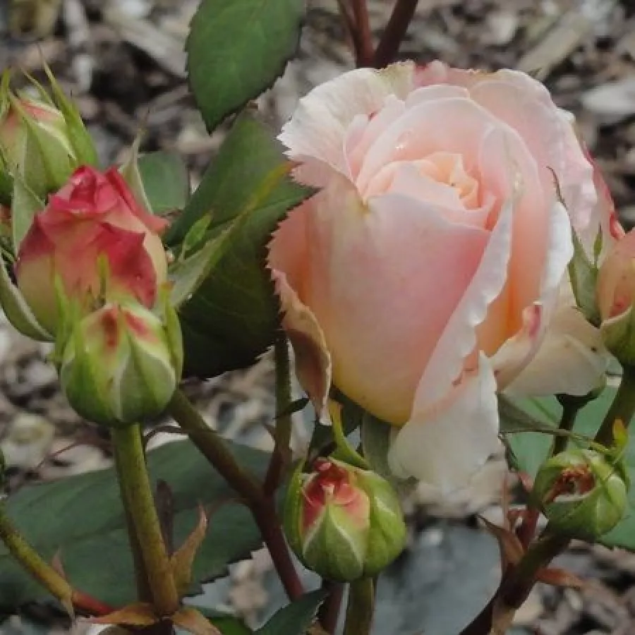 Diszkrét illatú rózsa - Rózsa - Grüss an Aachen™ - Online rózsa rendelés