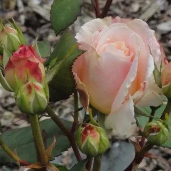 Rosa Grüss an Aachen™ - rosa - Árbol de Rosas Inglesa - rosal de pie alto- forma de corona tupida