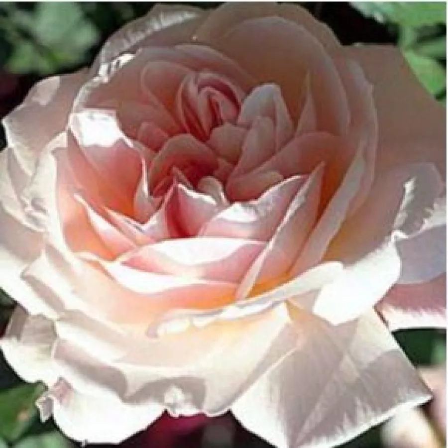 120-150 cm - Rosa - Grüss an Aachen™ - rosal de pie alto