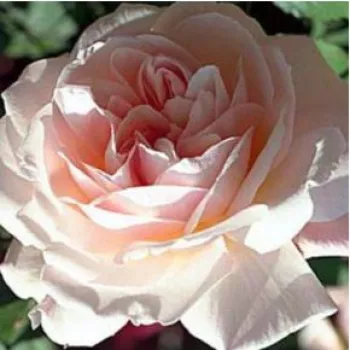 Svetlo roza - drevesne vrtnice -