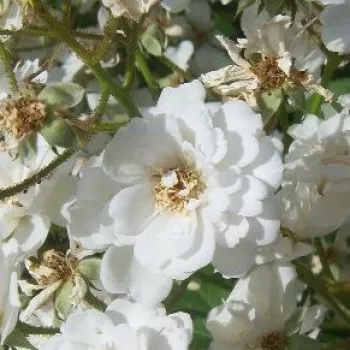 Rózsák webáruháza. - fehér - parkrózsa - Guirlande d'Amour® - intenzív illatú rózsa - savanyú aromájú - (150-300 cm)