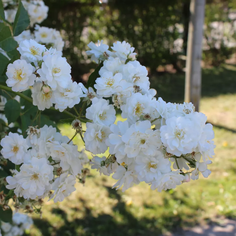 Biały - Róża - Guirlande d'Amour® - Szkółka Róż Rozaria